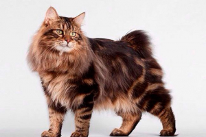 Курил бобтал Курил бобтал